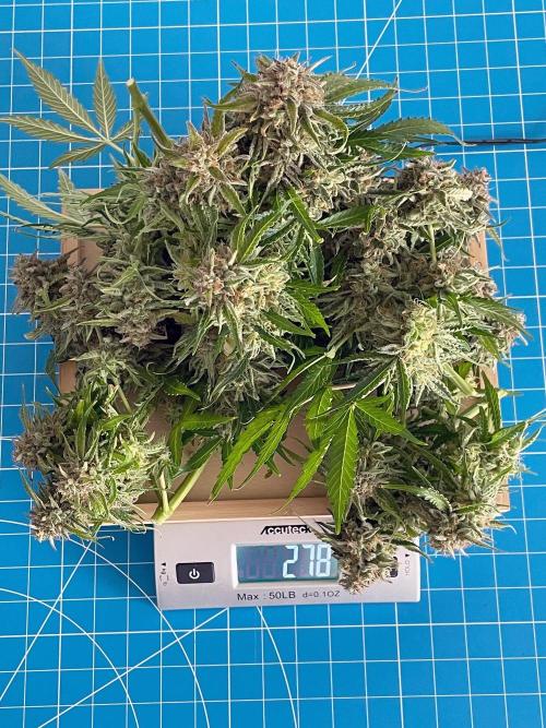 Lone Hyperion F1. Week 14 - Wet weight = 278 grams