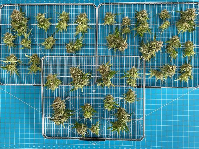 Lone Hyperion F1. Week 14 - Ready to dry and cure
