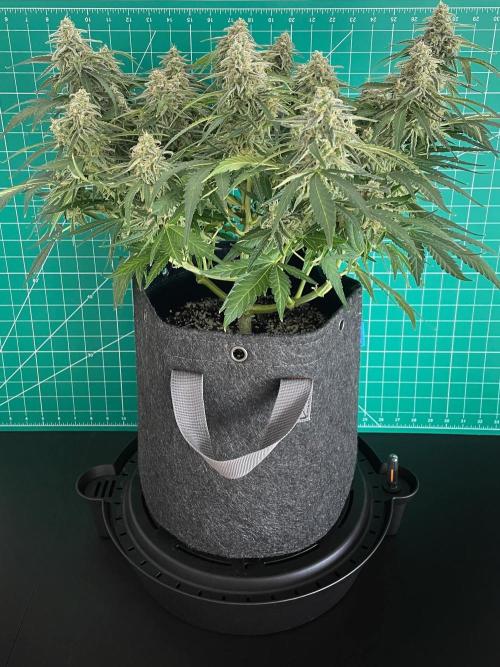 A Particular Orion F1. Week 10 - Day 77
