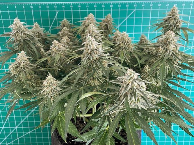 A Particular Orion F1. Week 10 - Day 77