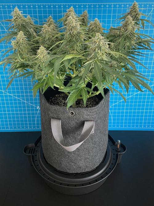 A Particular Orion F1. Week 10 - Day 77
