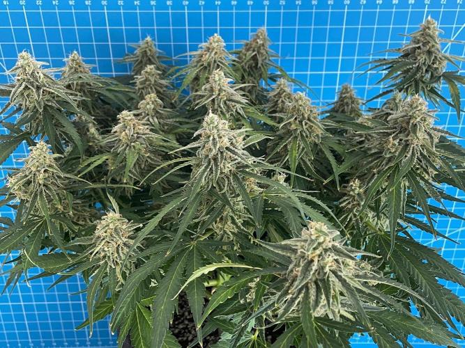 A Particular Orion F1. Week 10 - Day 77