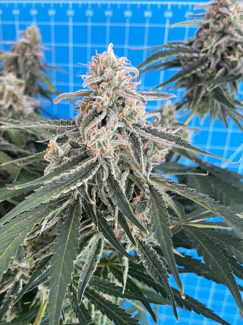 A Particular Orion F1. Week 10 - Day 77