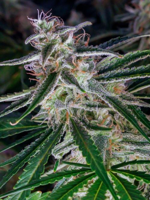 A Particular Orion F1. Week 10 - During prior week