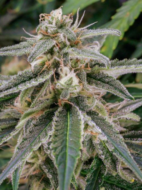 A Particular Orion F1. Week 10 - During prior week