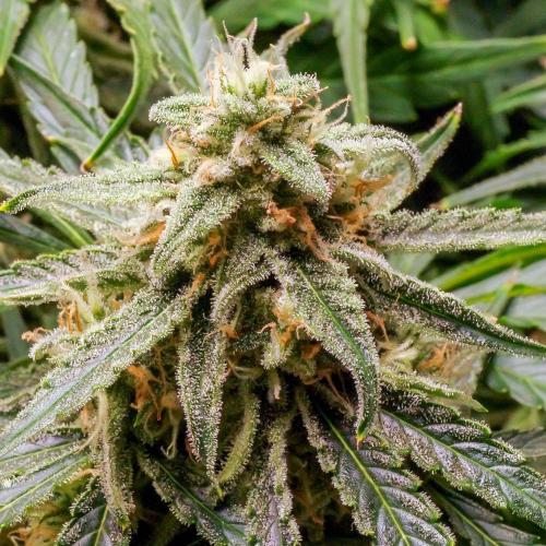A Particular Orion F1. Week 10 - During prior week