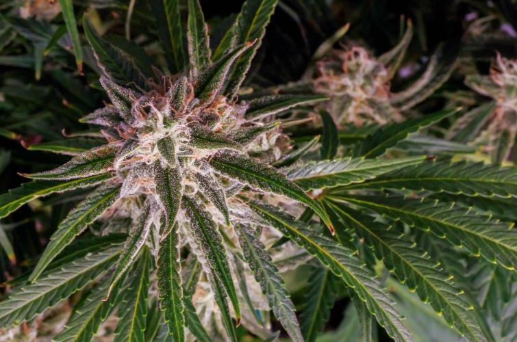 A Particular Orion F1. Week 10 - During prior week