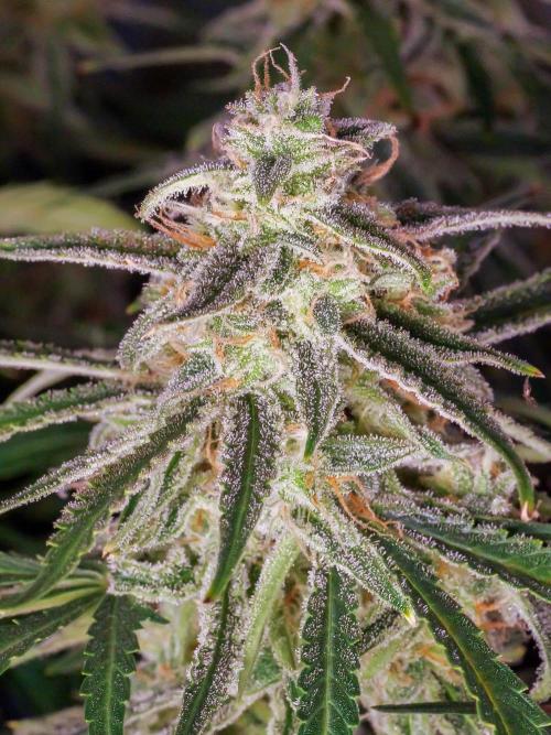 A Particular Orion F1. Week 10 - During prior week