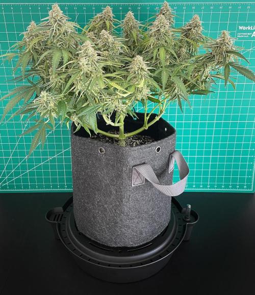 A Particular Orion F1. Week 11 - Day 84