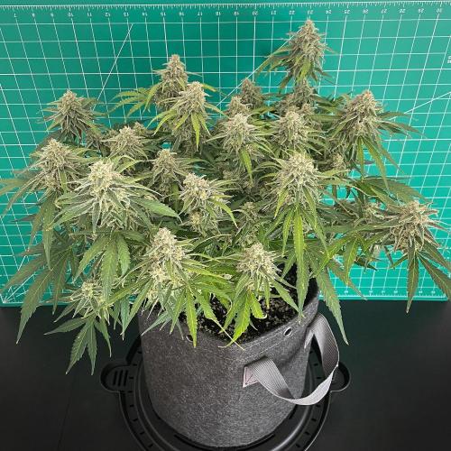 A Particular Orion F1. Week 11 - Day 84