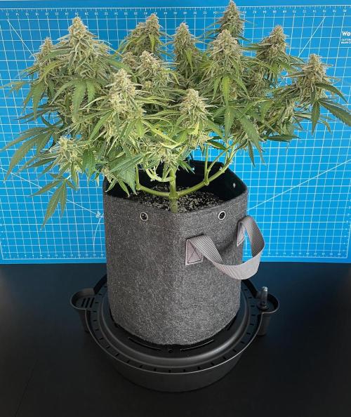 A Particular Orion F1. Week 11 - Day 84