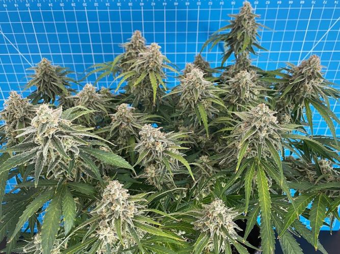A Particular Orion F1. Week 11 - Day 84