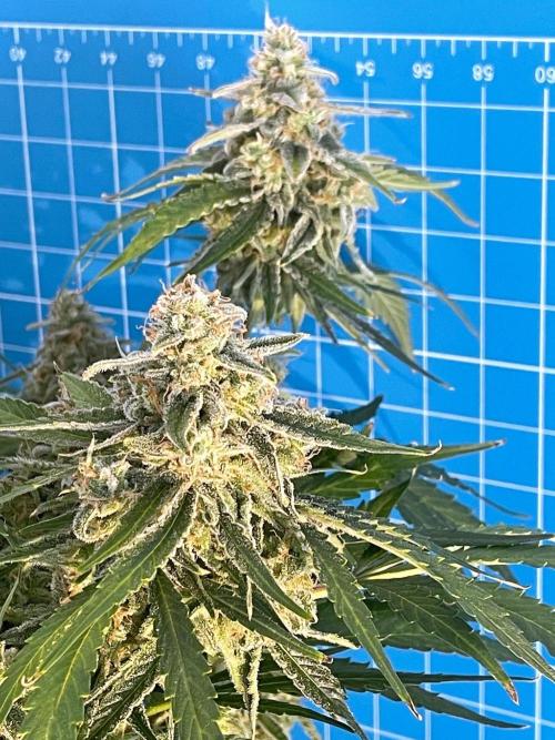 A Particular Orion F1. Week 11 - Day 84