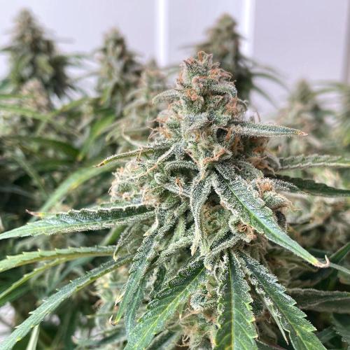 A Particular Orion F1. Week 11 - Day 84