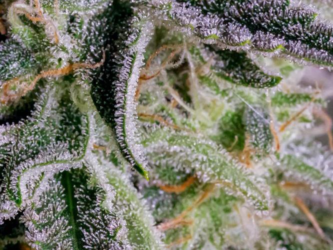 A Particular Orion F1. Week 11 - Day 84 sugar leaves