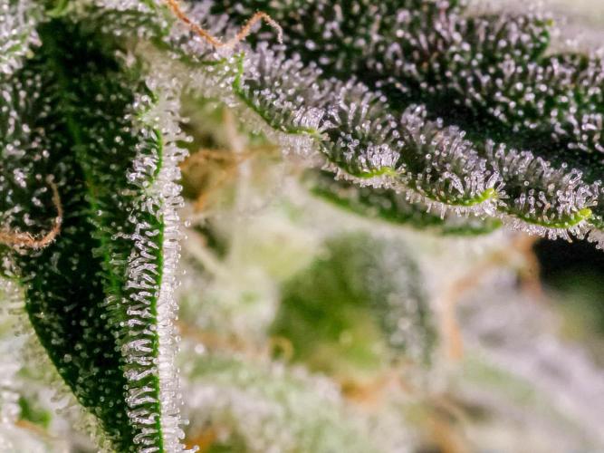 A Particular Orion F1. Week 11 - Day 84 sugar leaves