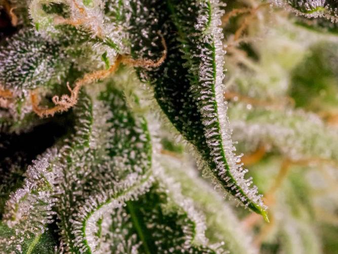 A Particular Orion F1. Week 11 - Day 84 sugar leaves