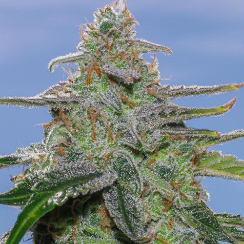 A Particular Orion F1. Week 11 - Day 84