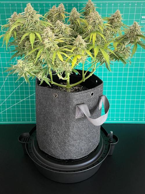 A Particular Orion F1. Week 12 - Day 91 before harvest