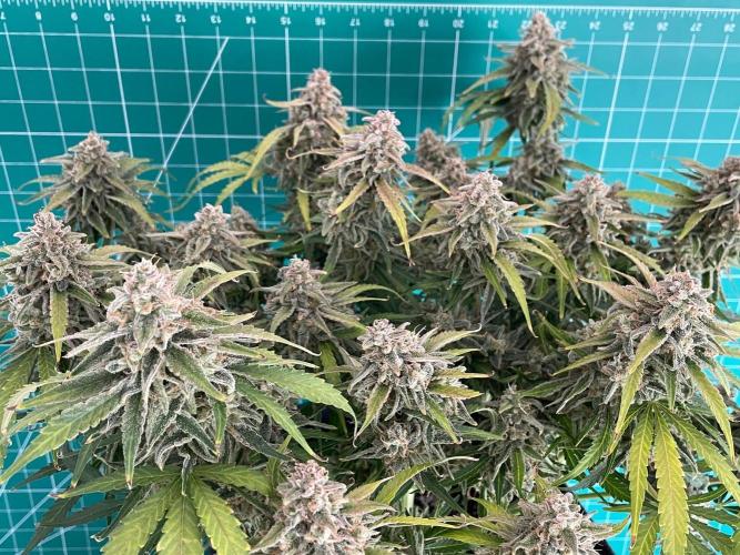 A Particular Orion F1. Week 12 - Day 91 before harvest