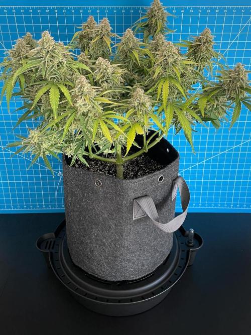 A Particular Orion F1. Week 12 - Day 91 before harvest
