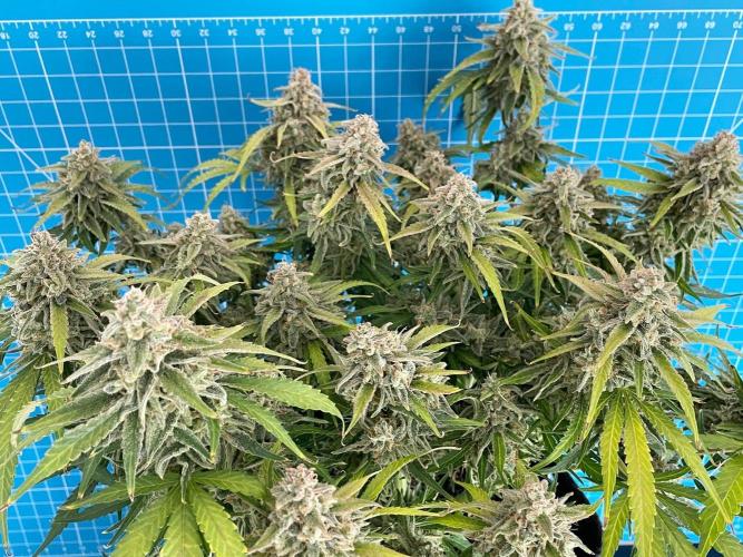 A Particular Orion F1. Week 12 - Day 91 before harvest