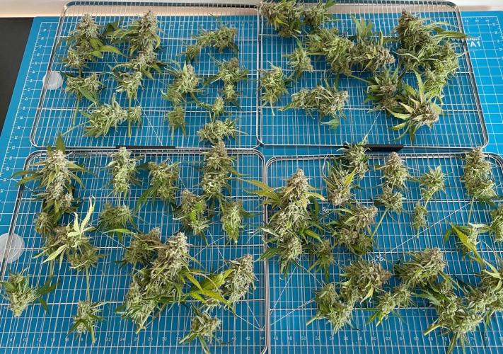 A Particular Orion F1. Week 12 - Day 91 harvested buds