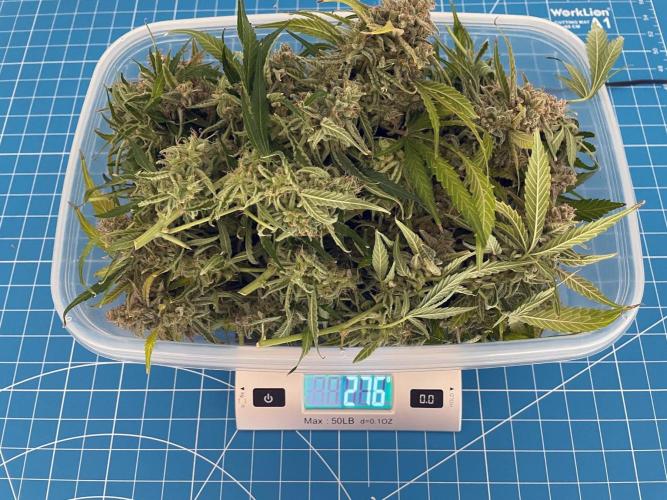 A Particular Orion F1. Week 12 - Wet weight one day after harvest