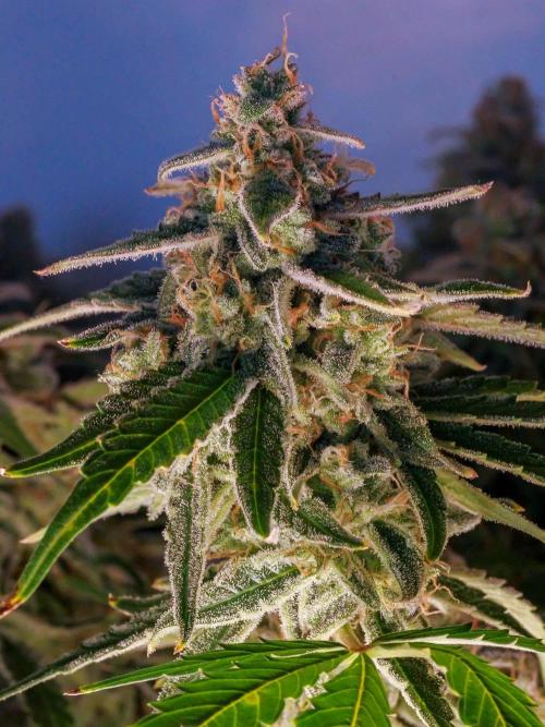 A Particular Orion F1. Week 12 - A few days before harvest