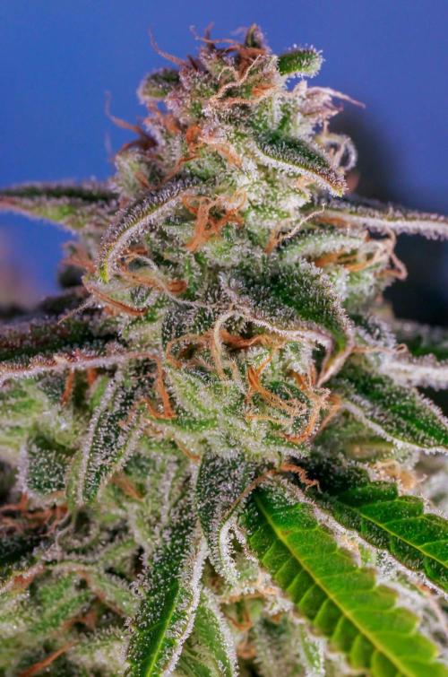 A Particular Orion F1. Week 12 - A few days before harvest