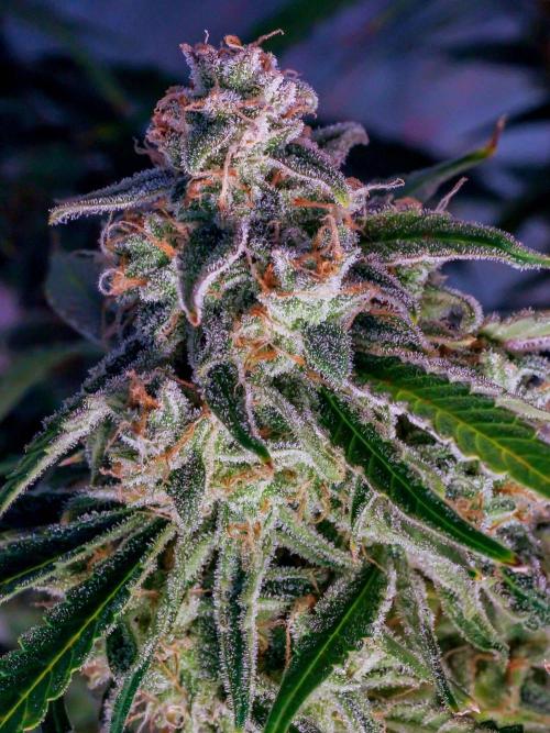 A Particular Orion F1. Week 12 - A few days before harvest
