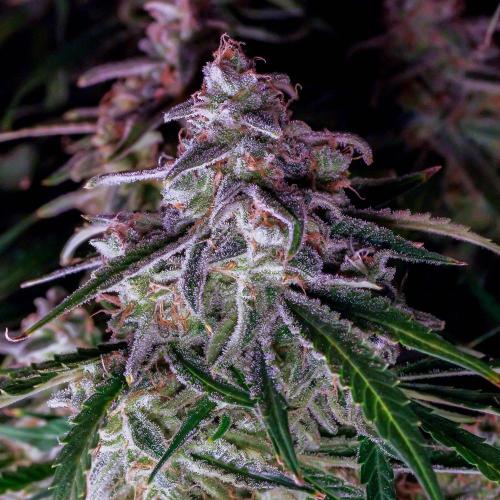 A Particular Orion F1. Week 12 - A few days before harvest