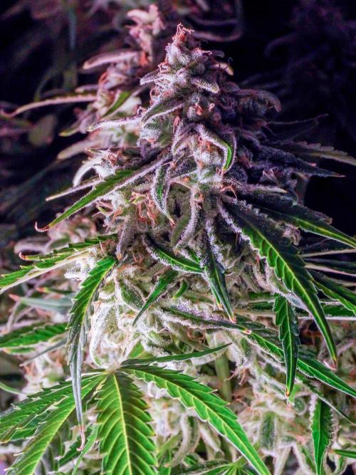 A Particular Orion F1. Week 12 - A few days before harvest