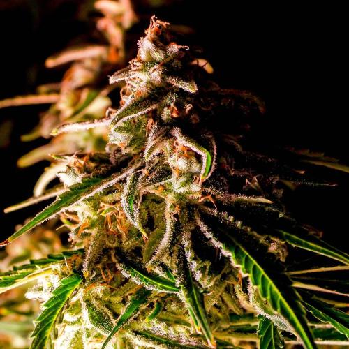 A Particular Orion F1. Week 12 - A few days before harvest
