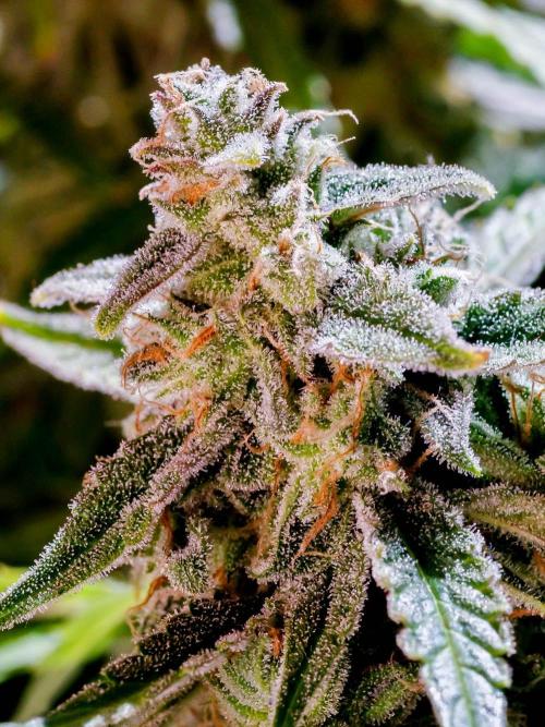 A Particular Orion F1. Week 12 - A few days before harvest