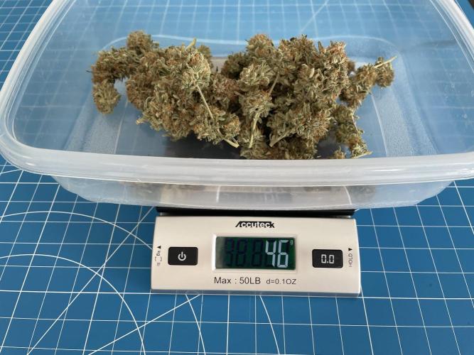Lone Hyperion F1. Week 14 - 46 grams dry