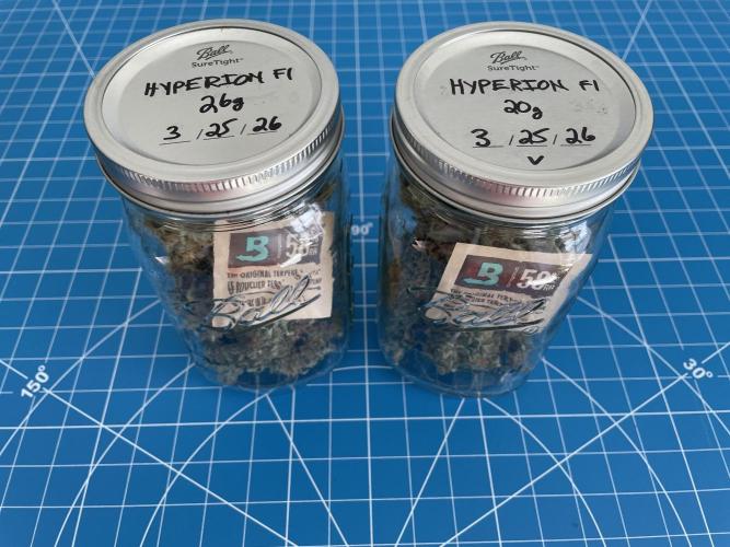 Lone Hyperion F1. Week 14 - Stored in jars