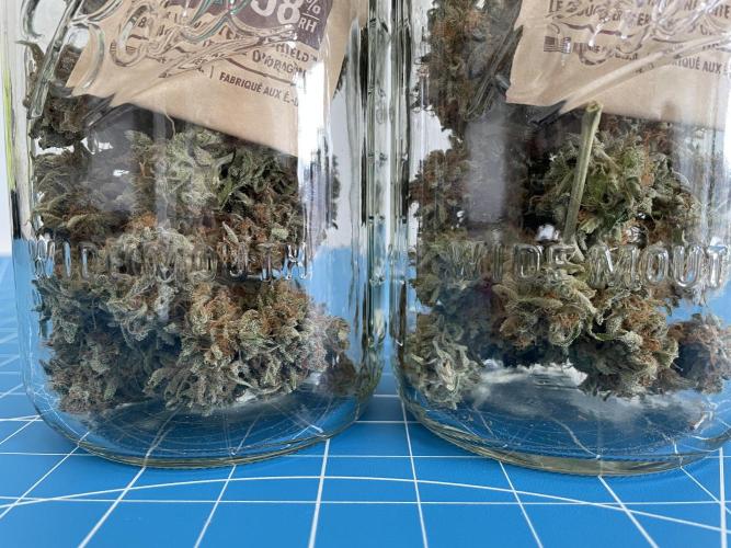 Lone Hyperion F1. Week 14 - Stored in jars