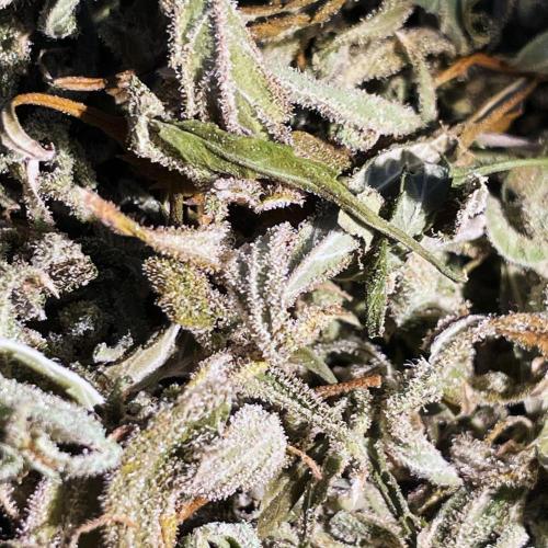 A Particular Orion F1. Week 12 - Dry trimmings close-up
