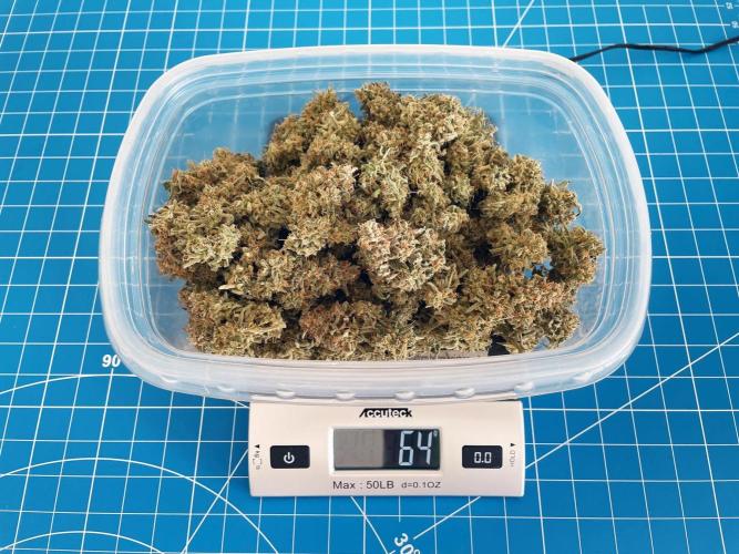 A Particular Orion F1. Week 12 - Dry weight (64 g)