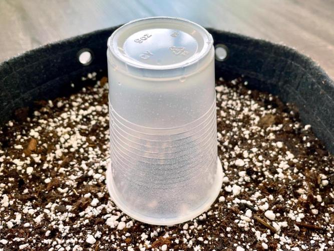 An Individual Apollo F1. Week 0 - Sow