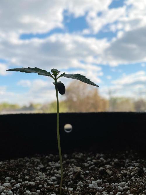An Individual Apollo F1. Week 0 - Day 7
