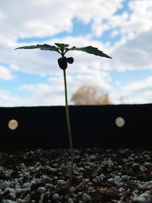 Apollo F1. Week 0
