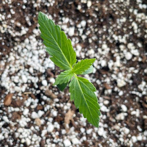 An Individual Apollo F1. Week 0 - Day 7