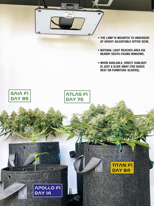 An Individual Apollo F1. Week 1 - Grow area under office desk
