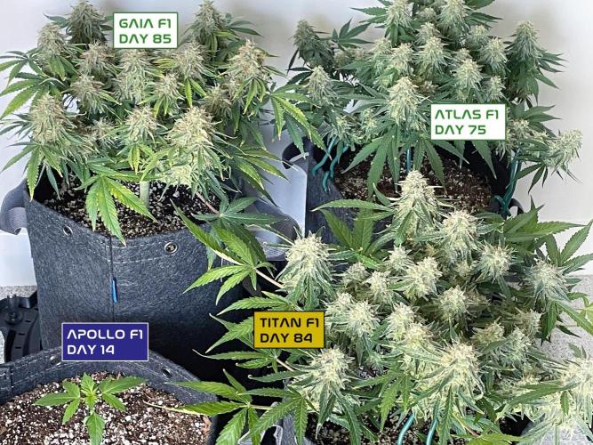 Apollo F1. Week 1