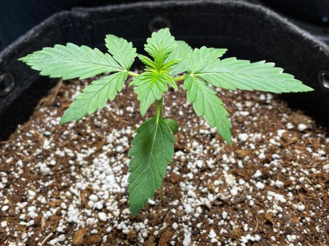 An Individual Apollo F1. Week 1 - Day 14