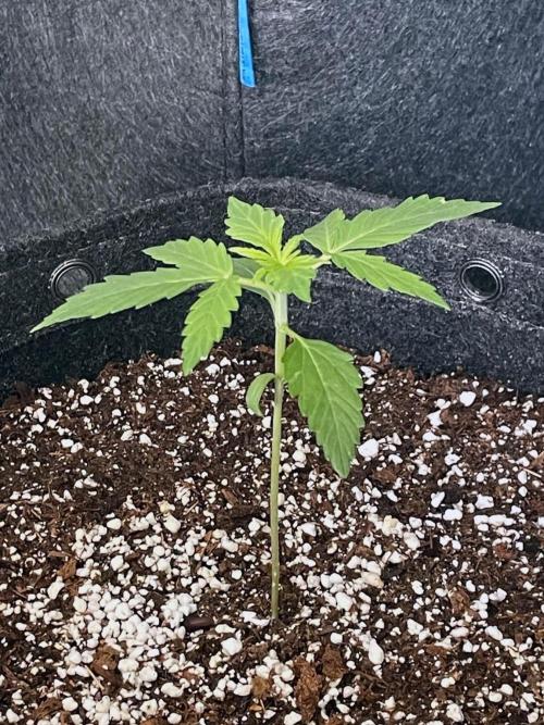 An Individual Apollo F1. Week 1 - Day 12