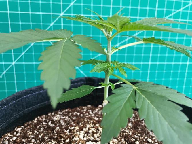 An Individual Apollo F1. Week 2 - Day 21