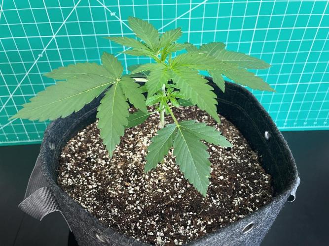An Individual Apollo F1. Week 2 - Day 21